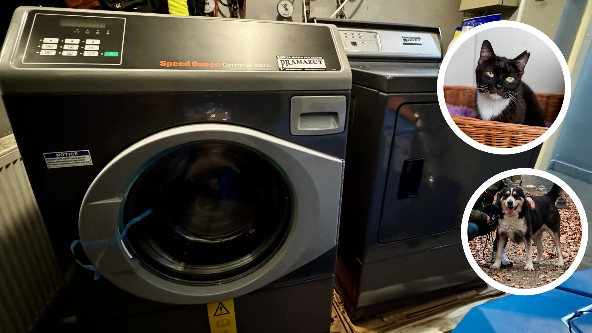 Pieski i kotki ze schroniska w Bytomiu dorobiły się pralki i szuszarki