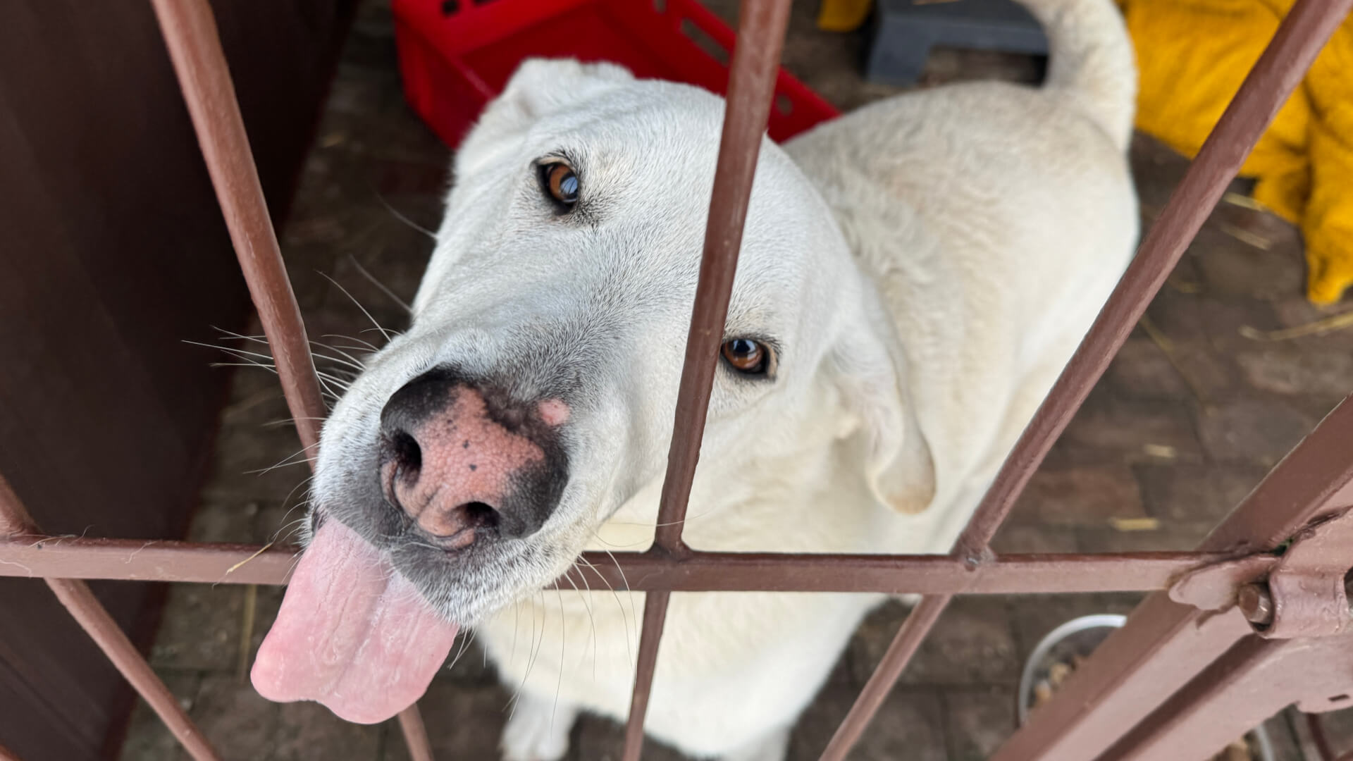 Bytomskie schronisko opuszczają kolejne psy. Trwa wielka akcja adopcyjna