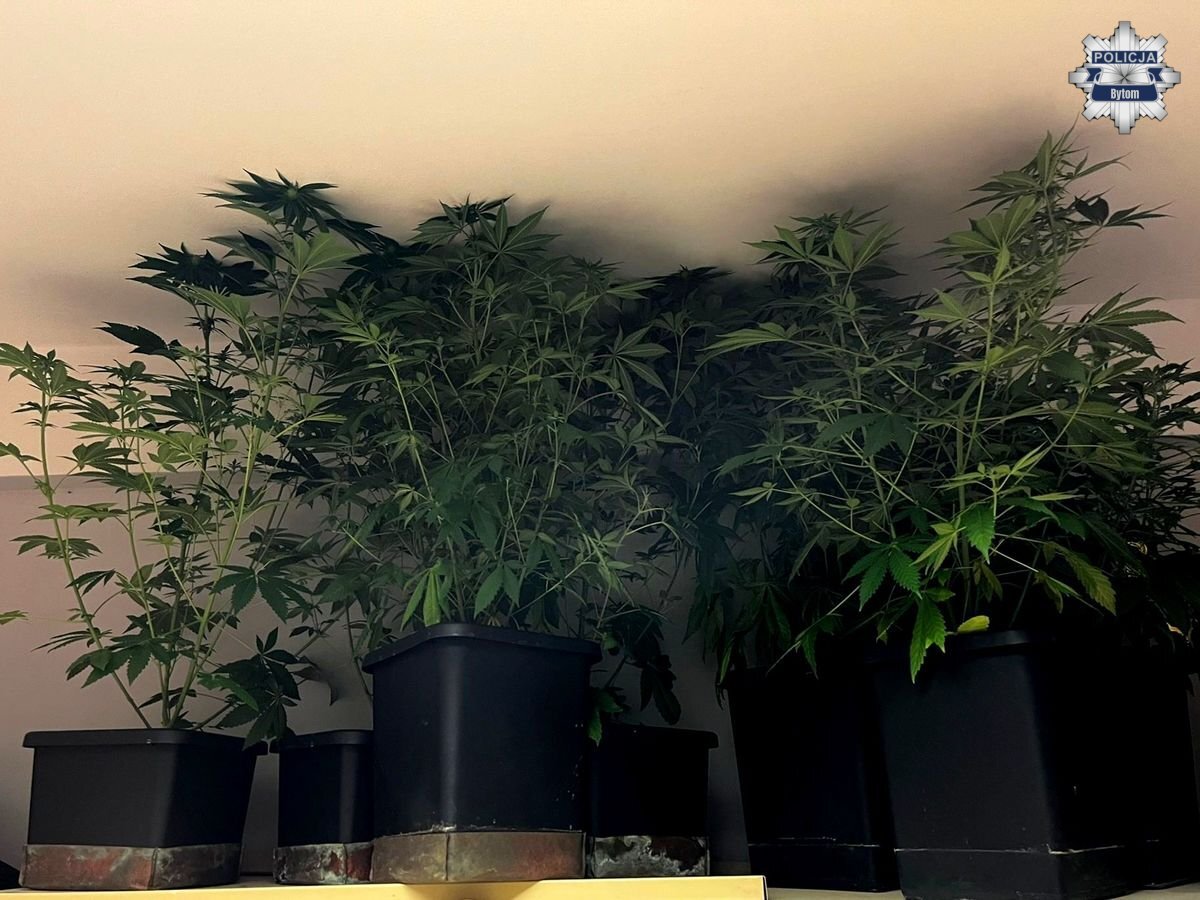 W mieszkaniu uprawiał zakazane rośliny. Wpadł przez kolizję spowodowaną pod wpływem alkoholu