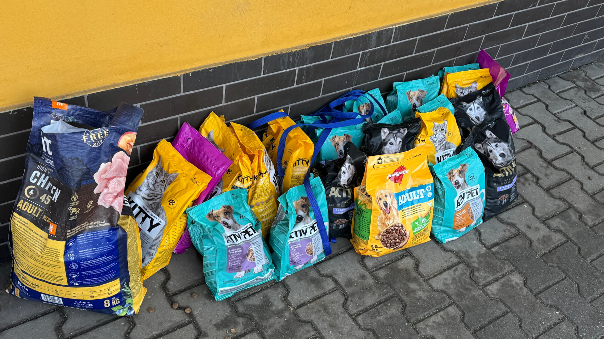 Schronisko dla zwierząt w Bytomiu. 15 stycznia 2026