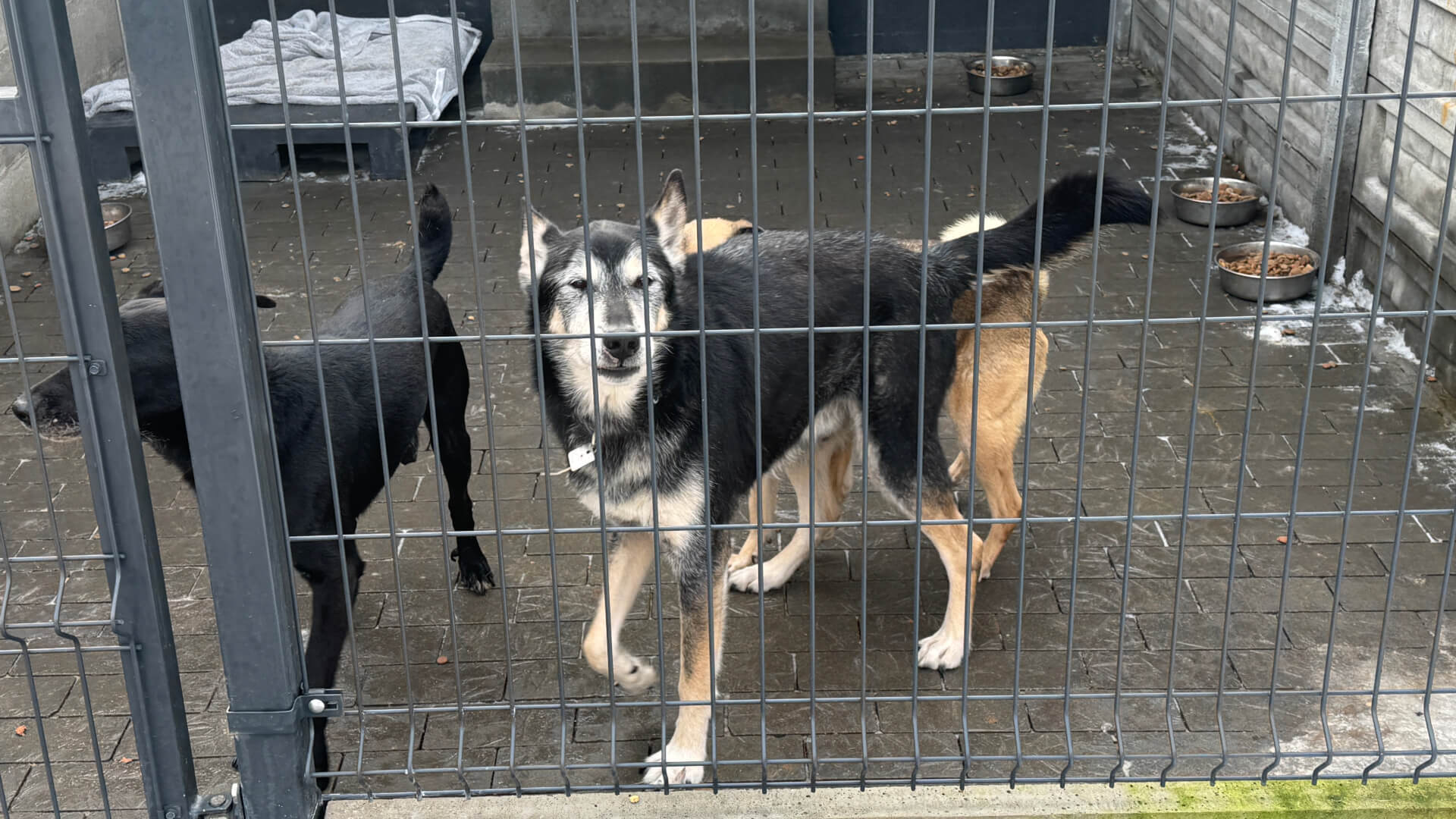 Schronisko dla zwierząt w Bytomiu. 15 stycznia 2026