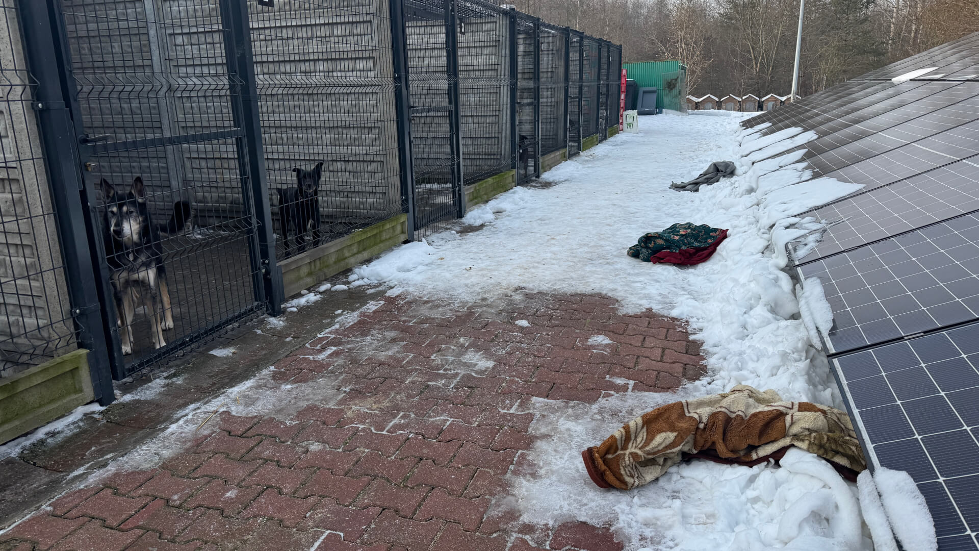 Schronisko dla zwierząt w Bytomiu. 15 stycznia 2026