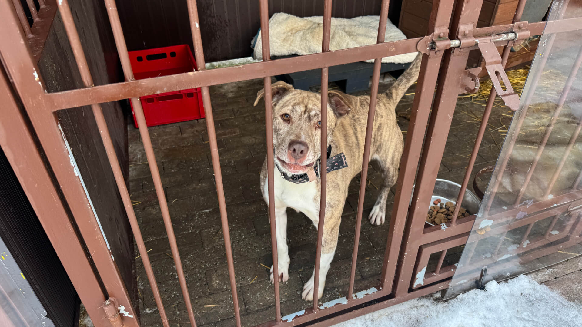 Przejęcie bytomskiego schroniska. Bezpośrednią opiekę nad zwierzętami sprawuje teraz gmina